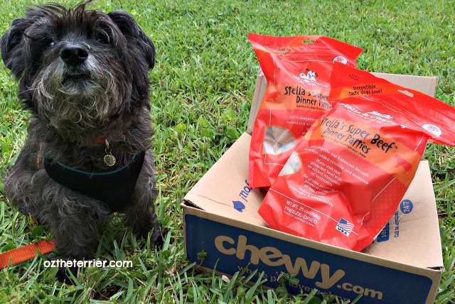 Oz with Stella & Chewy's freeze-dried raw food for dogs from Chewy.com