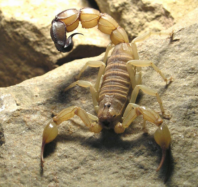 Escorpião mais venenoso do mundo