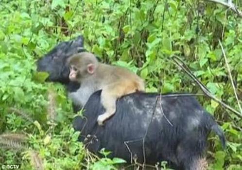 00 Baby monkey breakss into a goat farm and picks its new mother (Photos)