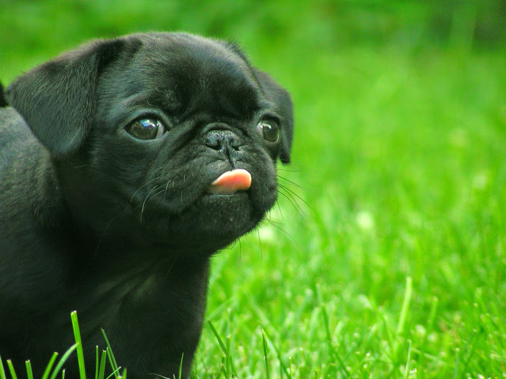 Rules of the Jungle: Pug puppy