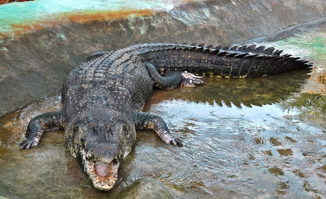 maior crocodilo do mundo