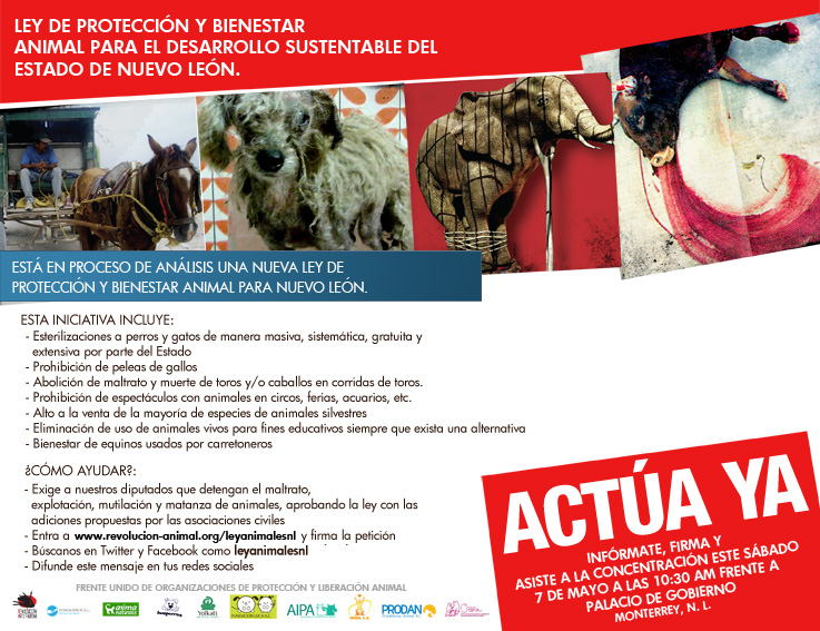 Cultura de Paz y No Violencia Monterrey 203. Protección y Bienestar Animal para Nuevo León Cultura de Paz y No Violencia Monterrey 203. Protección y Bienestar Animal para Nuevo León