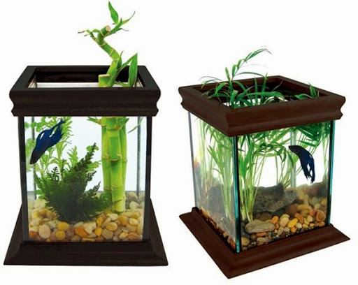 Cara Membuat Aquarium Dinding Minimalis Cara Membuat Aquarium Dinding Minimalis
