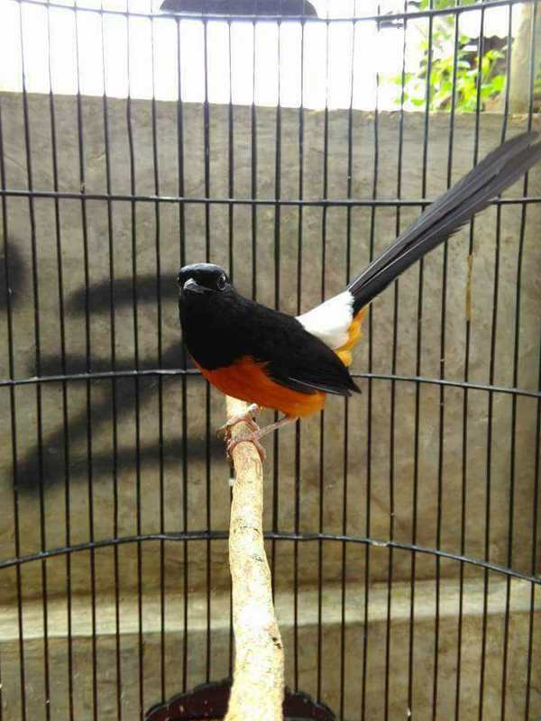 download suara burung kolibri omkicau download suara burung kolibri omkicau