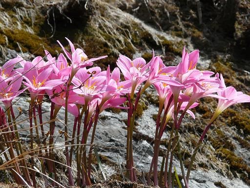 Himalayan Flower Nursery: Himalayan Flowering Plants