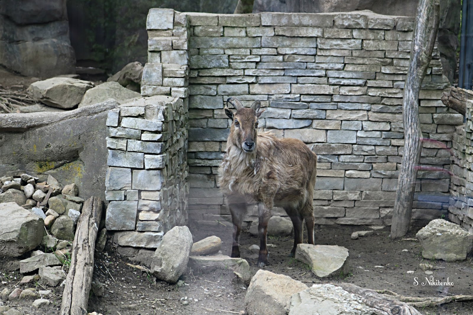 Akron Zoo Animals 4 Photos