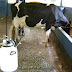 Milking Cow by Machine
