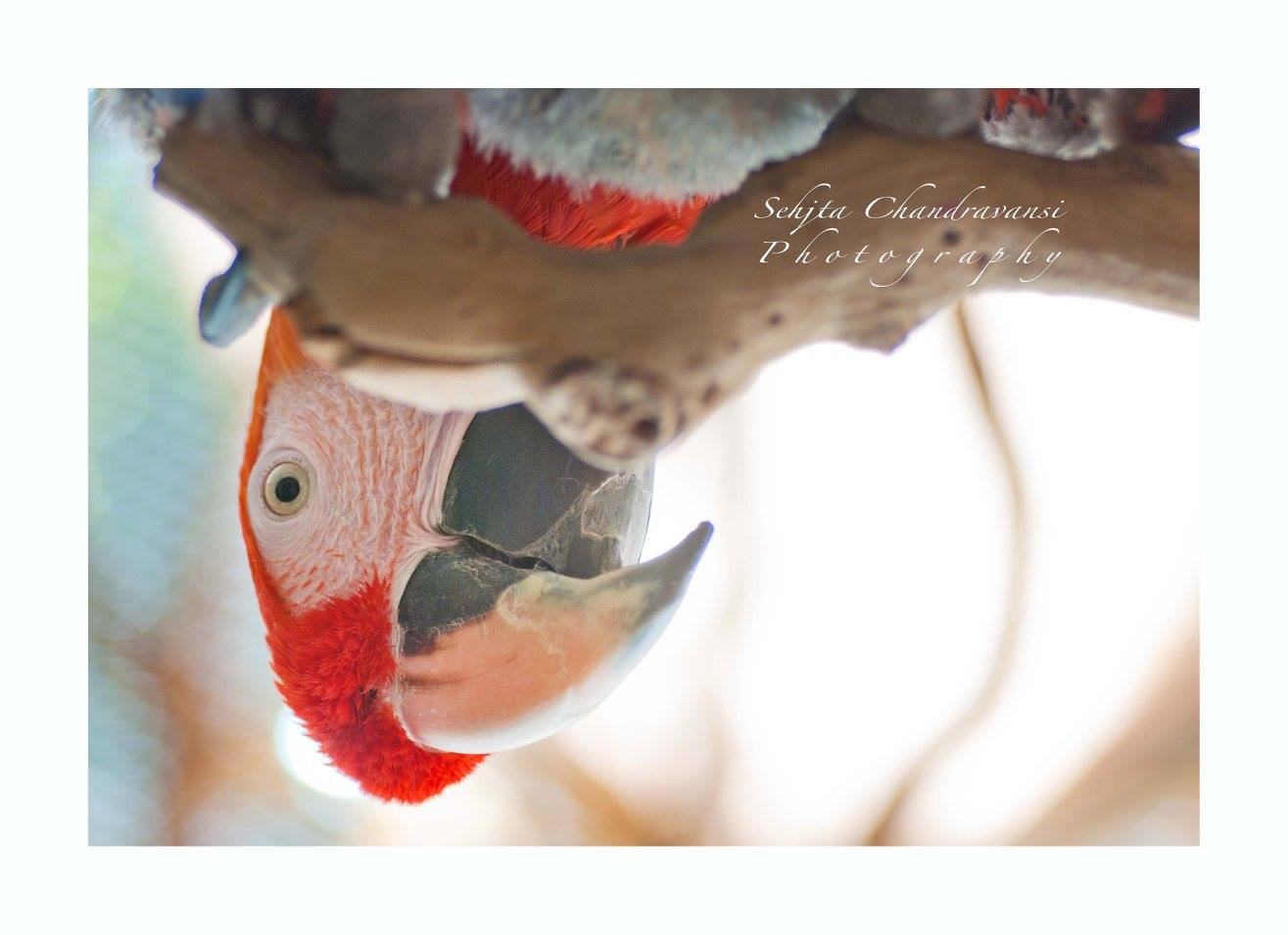 Liver Issues [ parrot health] Prego Dalliance Sanctuary (PDS)