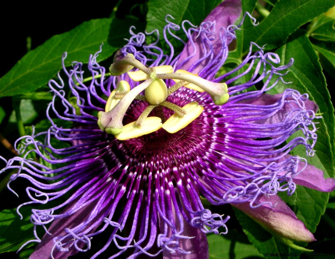 Passion Flower