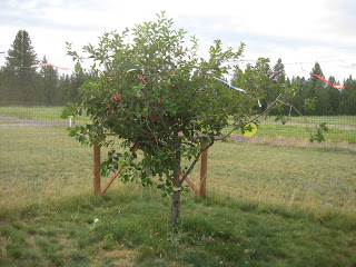 Keeping birds out of cherries