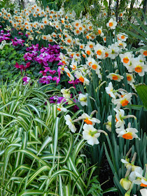 Daffodils and Fleur en Vogue cyclamen Allan Gardens Conservatory 2015 Spring Flower Show by garden muses-not another Toronto gardening blog 