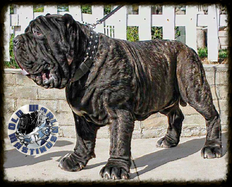 Molossus (dog) Alchetron, The Free Social Encyclopedia