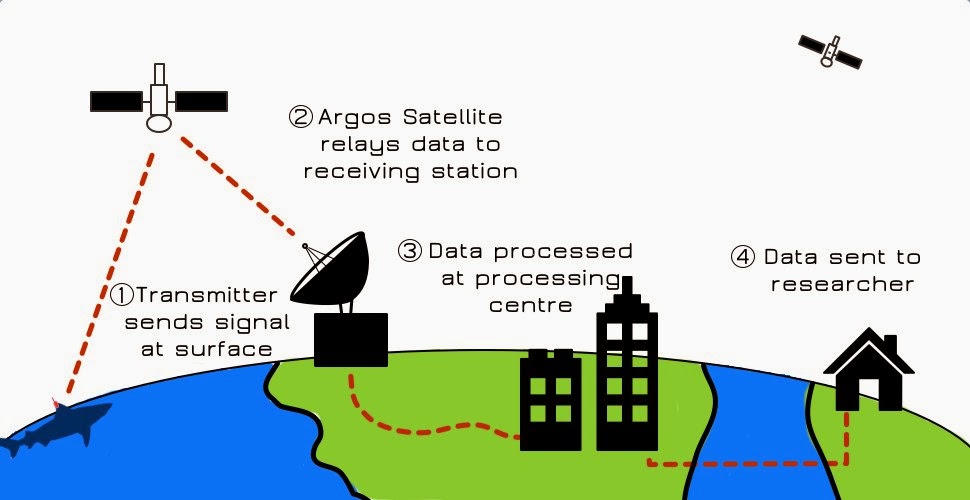 marine mammal satellite tag gps tracks marine mammal satellite tag gps tracks