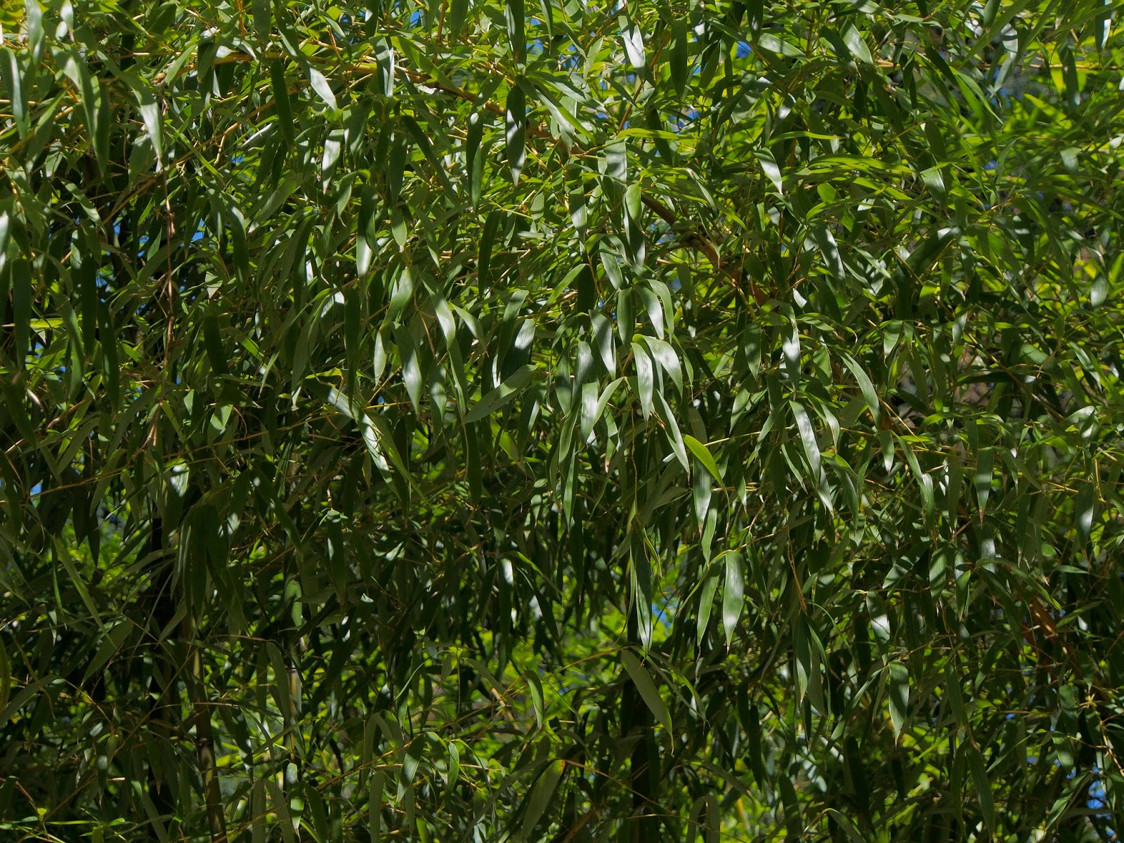 Bamboo at the Hoyt Arboretum