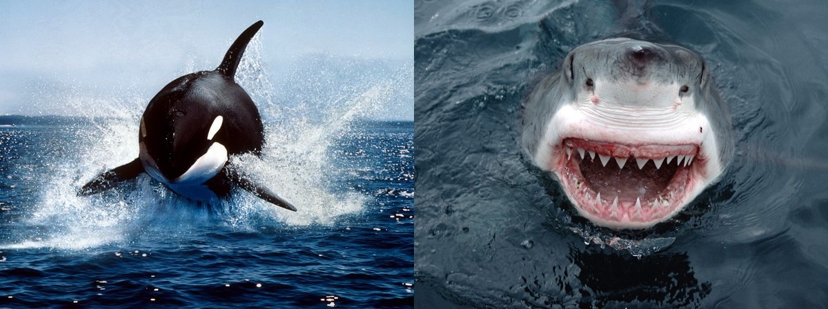 Insightfully Unorthodox Killer Whale VS SharkFight.