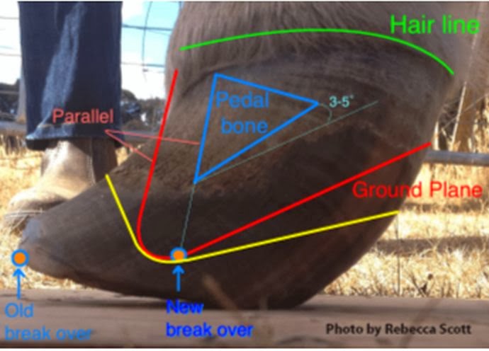 Morrigan Horse Rescue and Rehab: GUEST POST: Laminitis ... trimming horse hooves diagram 
