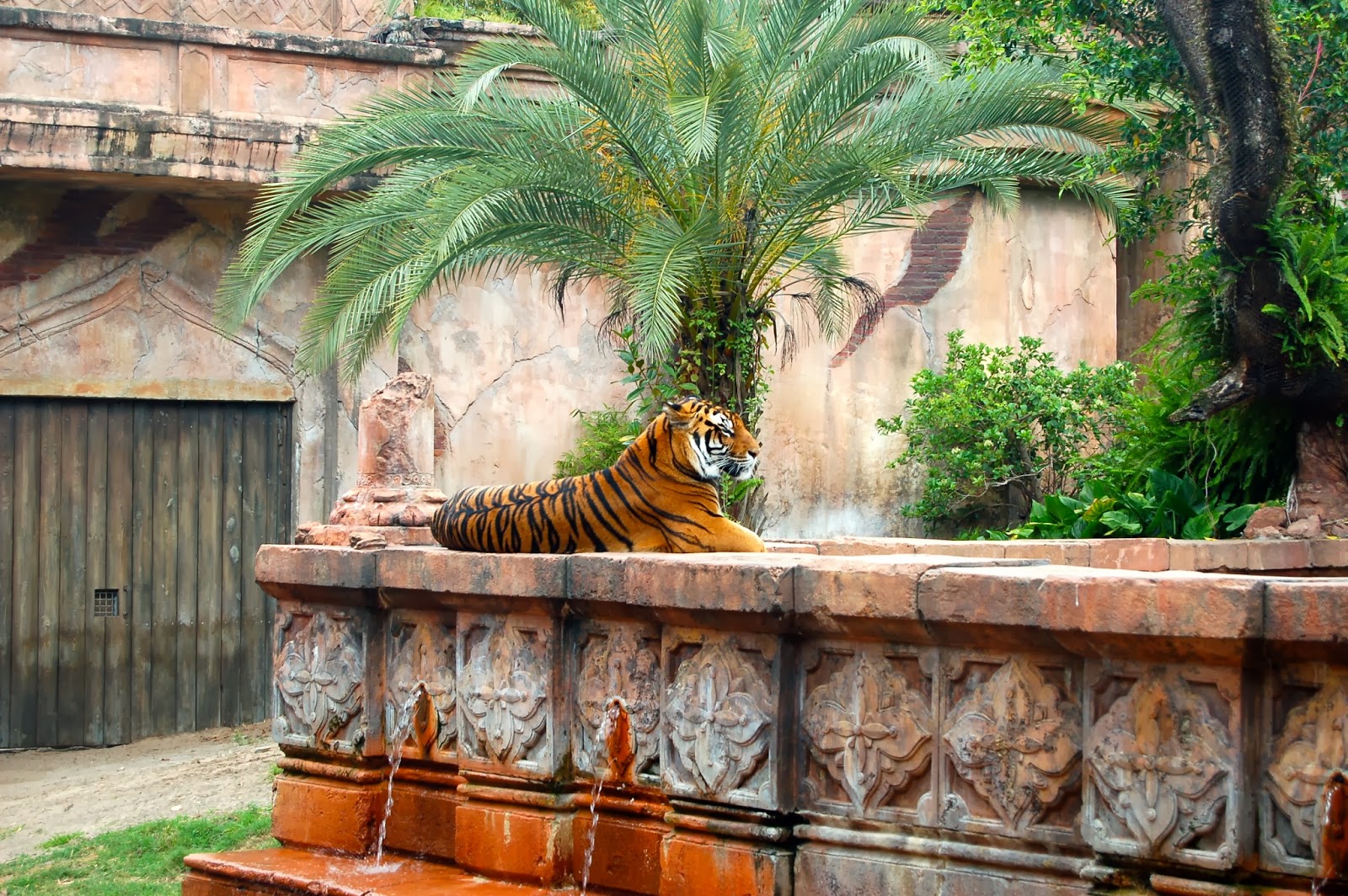 Animal Kingdom, Walt Disney World Milieu