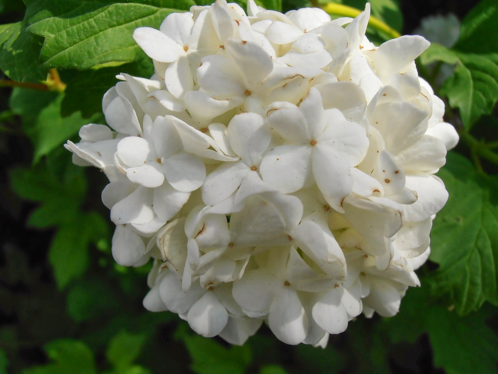 Viburnum opulus bola de nieve - bourguignonshop