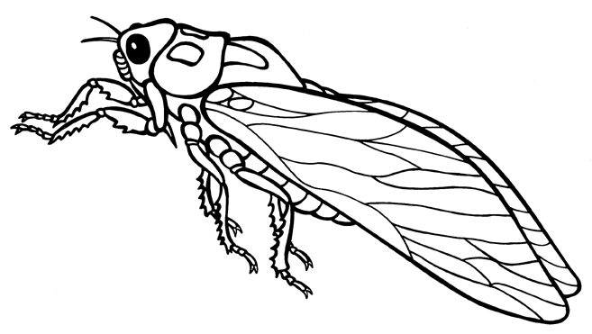 The Cicada's