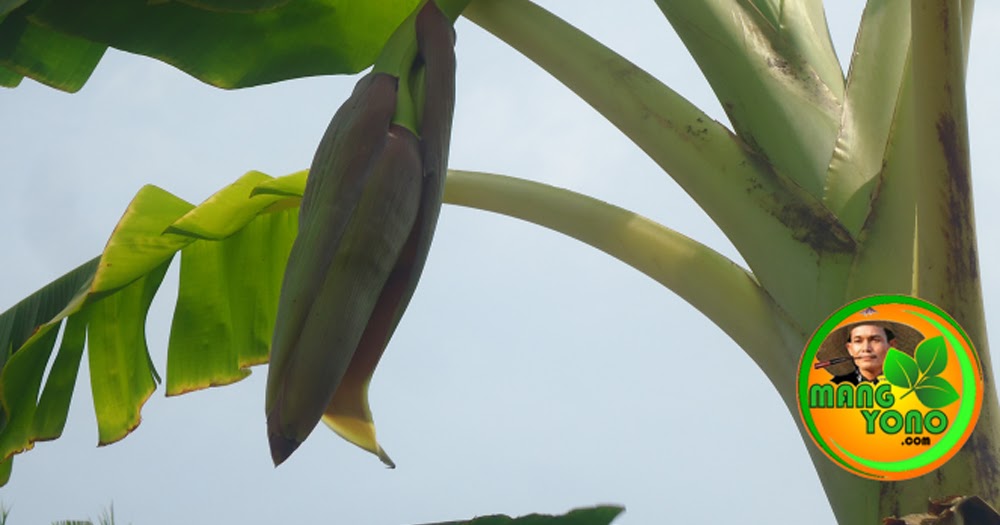 Cara Mengolah Jantung Pisang Untuk Dimasak