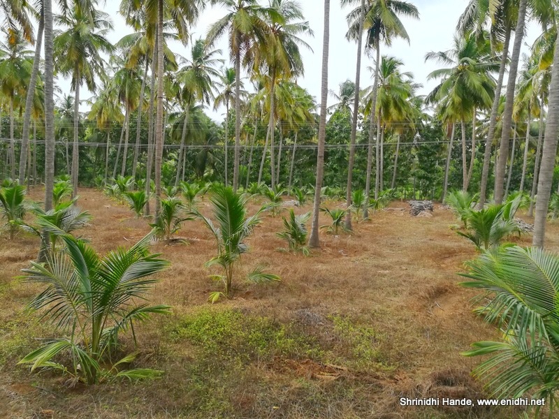 Riding through the coconut plantations in Pollachi eNidhi India