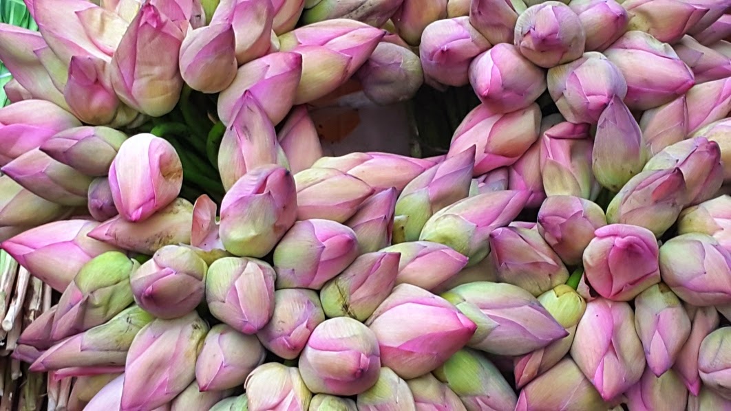 Delhi Magic Lotuses at the Chhatarpur Flower Market, Delhi