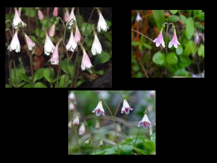 Denae's Blog Edible foods and medical plants of the boreal forest