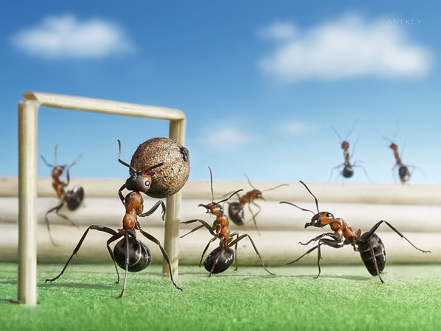 11-Soccer-Football-Game-Andrey-Pavlov-Photographs-of-Ants-an-Affordable-Journey-to-a-Parallel-World