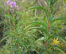 Листья иван чая CoffMachines.ru