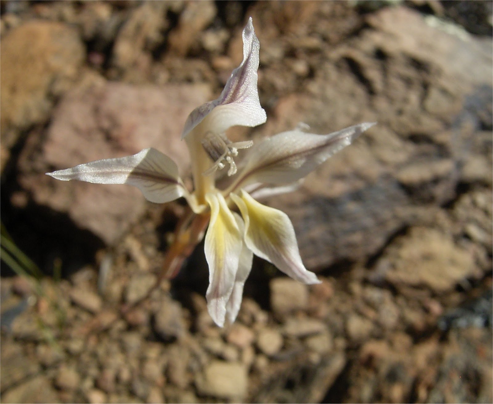 Gladiolus permeabilis flower