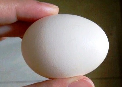 Tips Akurat Cara Membedakan Telur Burung Jantan Dan Betina Kicau Mania