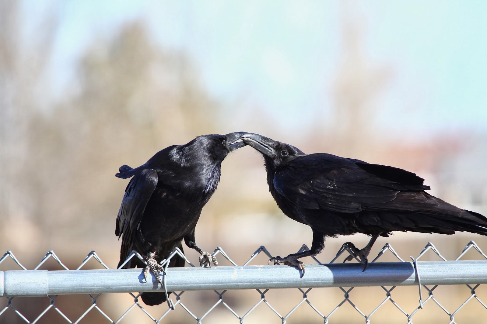 Roger's Birding Adventures: Interesting Common Raven behavior, plus ...