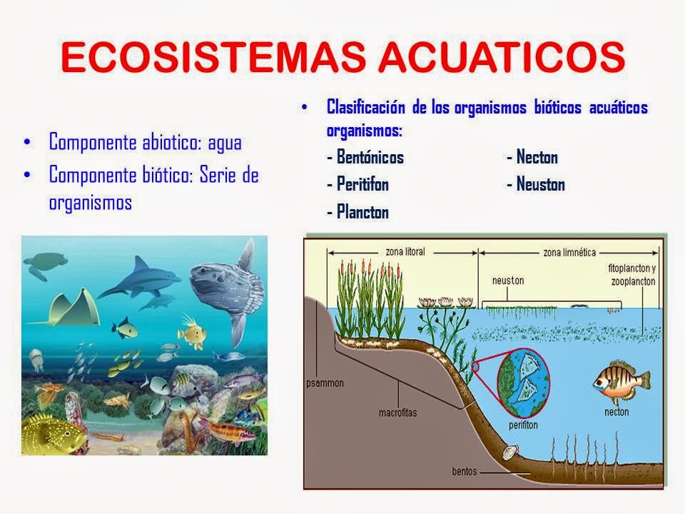 Ecosistema Acuatico Definicion Caracteristicas Tipos Importancia Y Mas ...