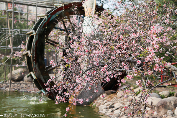 芬園花卉生產休憩園區河津櫻、洲府枝垂櫻花隧道、水池造景好好拍