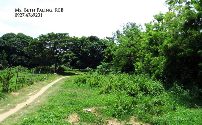 Pangasinan Properties For Sale Mango Farm along National Highway