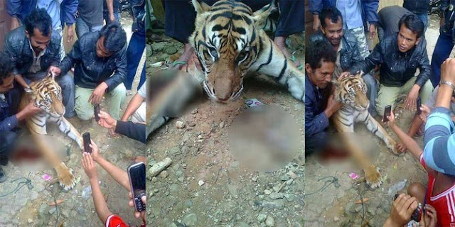 Foto Pembunuhan Harimau Sumatra Tuai Kecaman