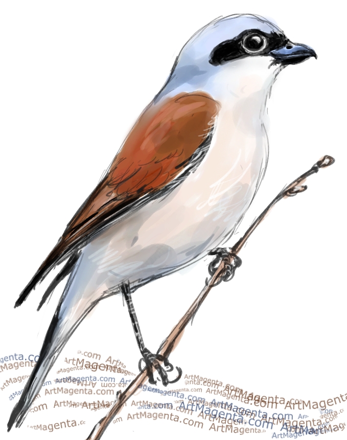 Red-backed Shrike sketch painting. Bird art drawing by illustrator Artmagenta