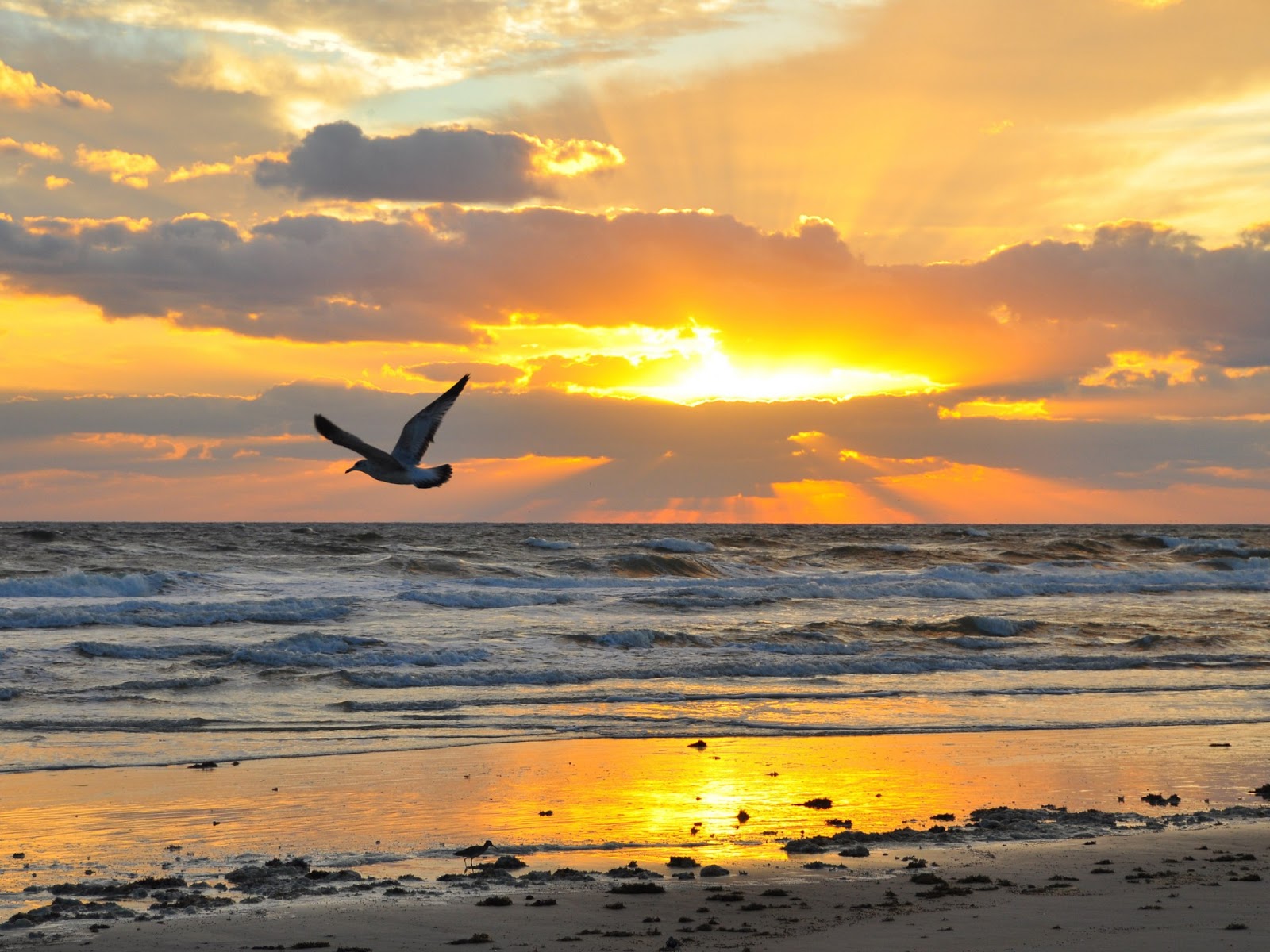 bird-flying-wings-sunset-sky-clouds-horizon-beach-nature-1440x1920.jpg