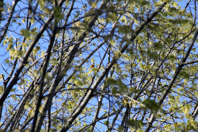 spring, trees, skies, orioles, Anne Butera, My Giant Strawberry