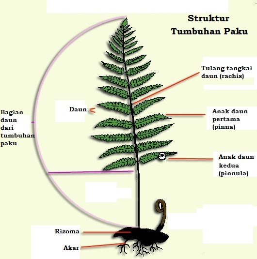 Tumbuhan Tidak Berbiji & Tumbuhan Berbiji