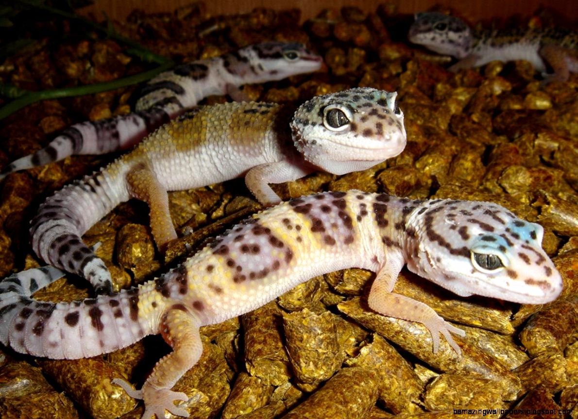 Free wallpaper Baby leopard gecko