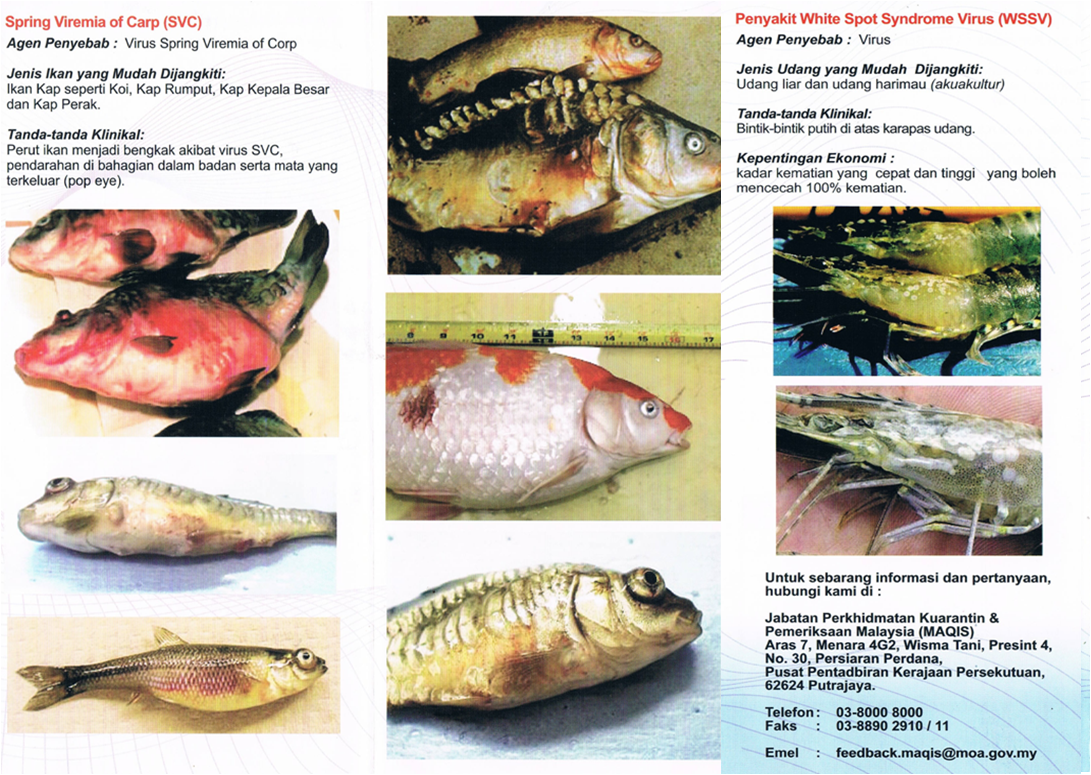 maqis_puteriharbour: Penyakit-penyakit Ikan Hidup MAQIS