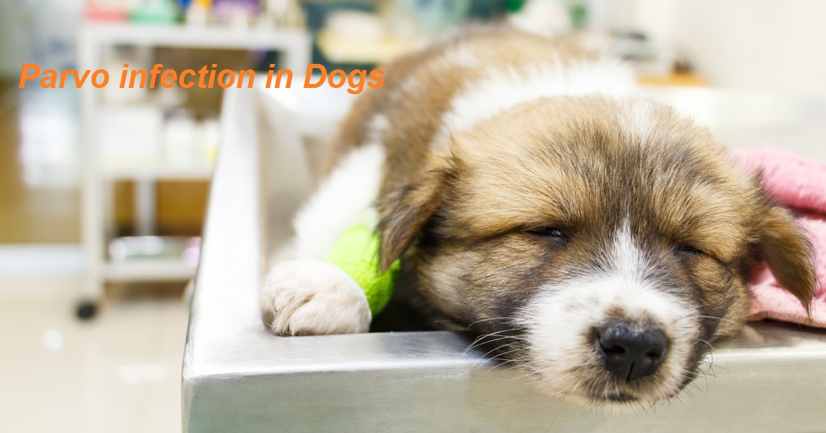 Best Treatment For Parvo In Dogs Best Treatment For Parvo In Dogs