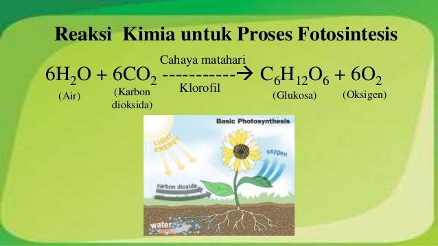 Gambar ilustrasi proses fotosintesis