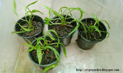 Echinodorus angustifolia var. vesuvius