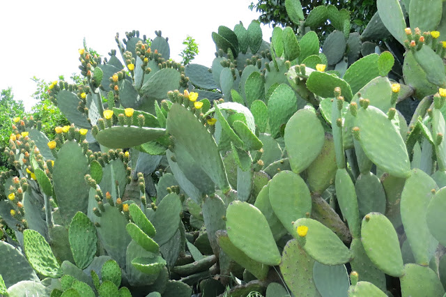 CPR.BEMBEZAR: PASEOS POR EL ENTORNO NATURAL DE CÉSPEDES