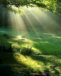 bed of green grass in the woods with green trees and the sun beams shinning through the tree branches