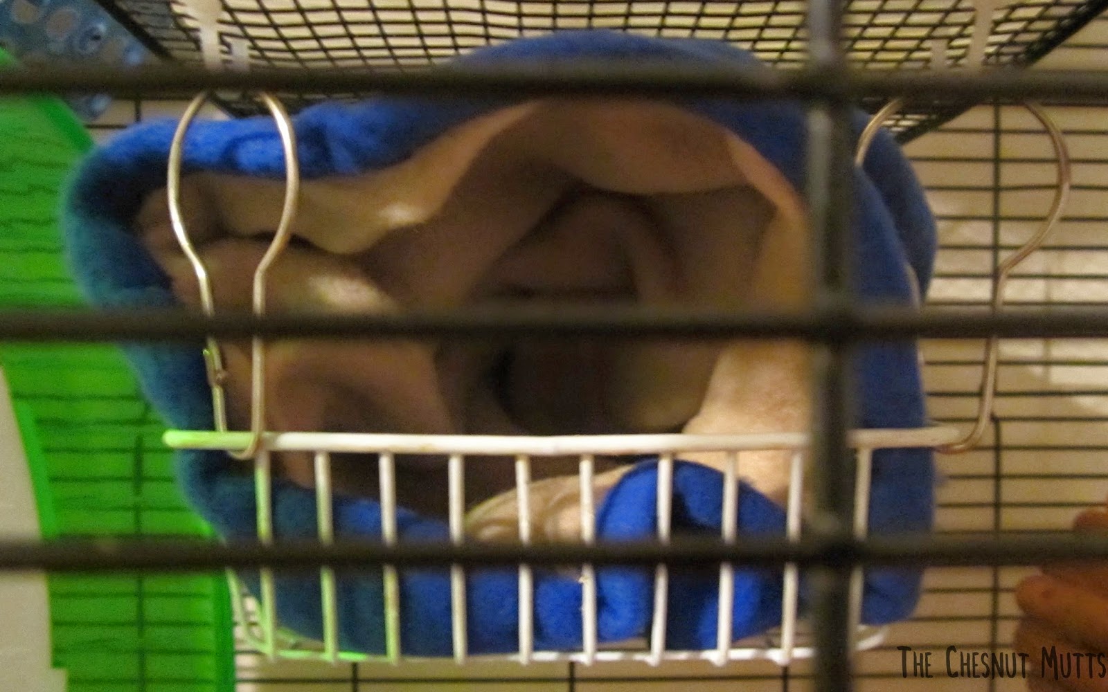 Large Rodent Snuggle Sack