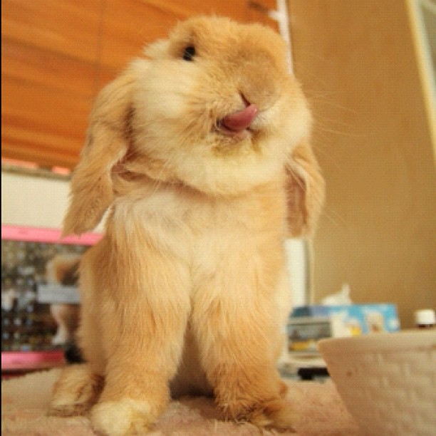 Fluffy And Bunny: Praying For Toffee Rabbit