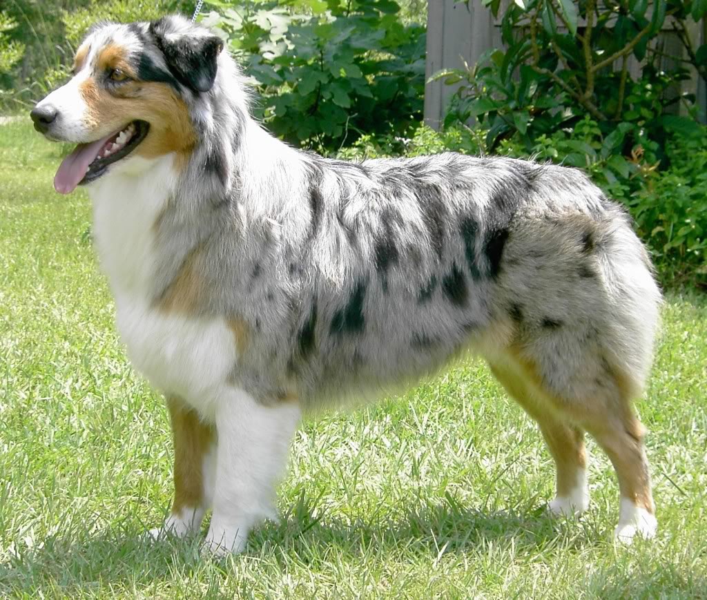 Australian Shepherd Dog Breed Information and Pictures Amazing